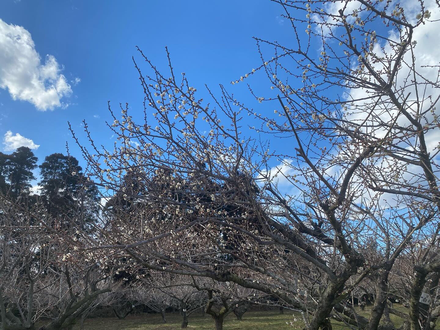 天空の梅まつり初日終了！
